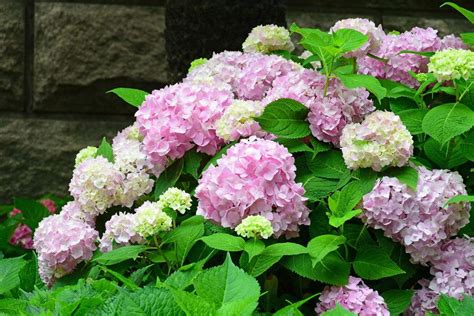 繡球花风水|探寻绣球花的花语象征与寓意（开启绣球花的传奇，解。